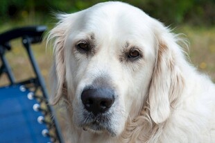 温顺金毛犬特写