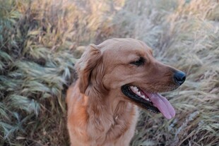 阳光下的金毛犬