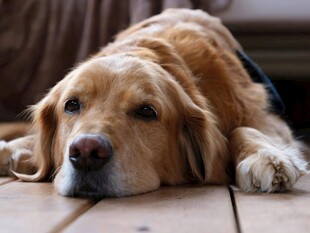 趴着的金毛犬