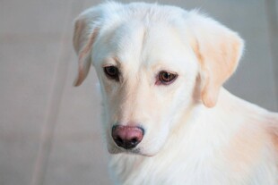 可爱黄白拉布拉多犬特写