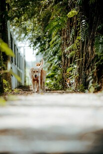 林间小道上的孤独小狗
