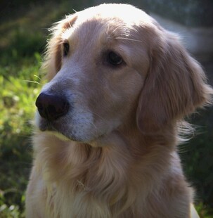 阳光下的金毛犬