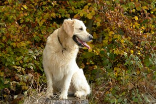 秋日草地中的金毛犬
