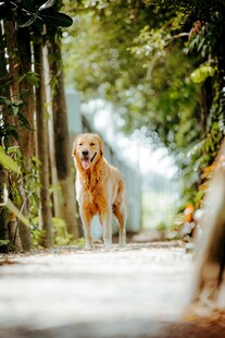 林间漫步的金毛犬