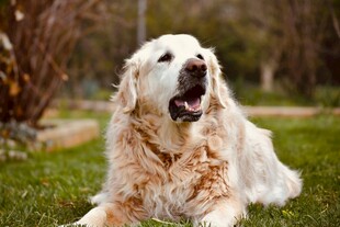 金毛犬在草地上张嘴休憩