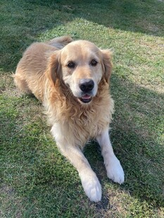 草地上的可爱金毛犬