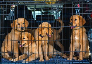 笼中可爱的一群金毛幼犬