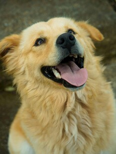 可爱金毛犬张嘴露笑
