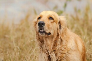 金黄田野中的金毛犬