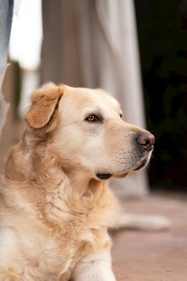 温顺拉布拉多犬安静侧躺