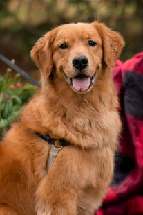 可爱金毛犬微笑瞬间