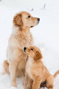 雪地中大小金毛温馨相伴