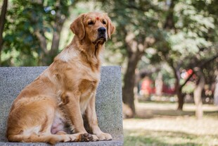 公园中静坐的金毛犬