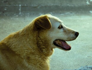 户外黄毛犬张嘴侧头