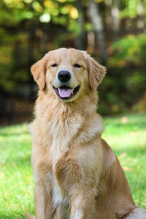 阳光下的微笑金毛犬