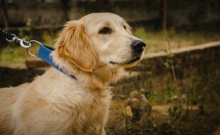 拴着牵引绳的可爱金毛犬