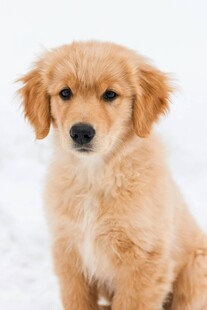 雪地中的可爱金毛幼犬