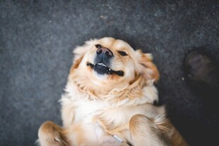 仰头微笑的可爱金毛犬