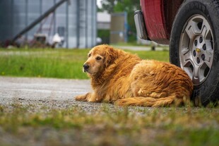 路边休憩的金毛犬