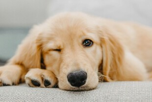 慵懒金毛犬趴卧沙发上