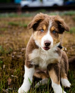 可爱边牧幼犬坐于草地