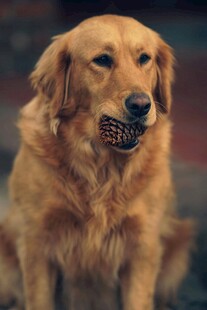 金毛犬叼物乖巧模样