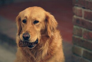 叼物的金毛犬
