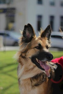 户外开心的德国牧羊犬