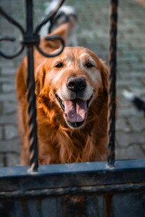 金毛犬从铁栅栏中探身