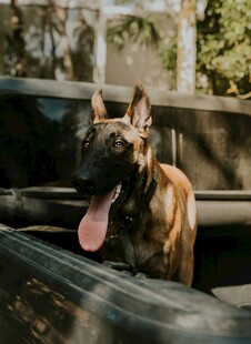 车内吐舌的帅气马犬
