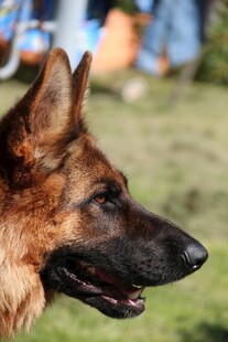 德国牧羊犬特写
