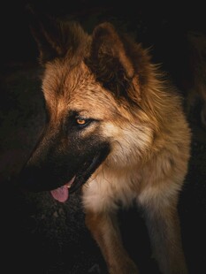 暗光下的德国牧羊犬