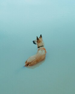 水中萌犬