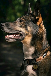 帅气的德国牧羊犬
