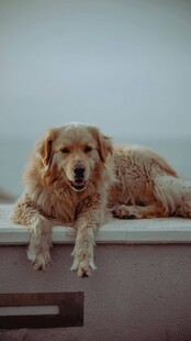 趴在车顶的金毛犬