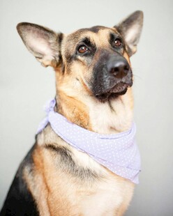 戴围巾的德国牧羊犬