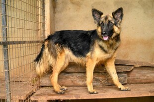 笼中站立的德国牧羊犬