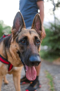 帅气德国牧羊犬户外吐舌
