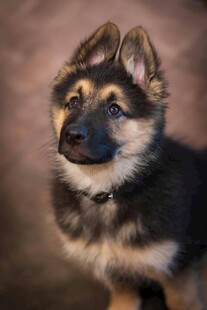 可爱德国牧羊犬幼犬特写