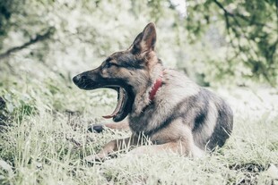 草地中张嘴的德国牧羊犬
