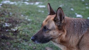 户外的德国牧羊犬