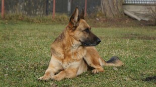 德国牧羊犬休憩于草地