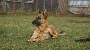 德国牧羊犬休憩于绿草间