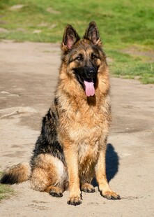 德国牧羊犬户外惬意坐姿