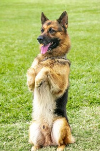 站立的德国牧羊犬显可爱