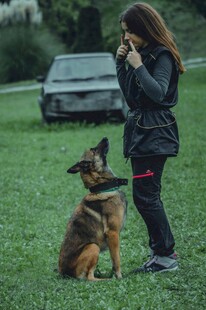 女子与德国牧羊犬互动