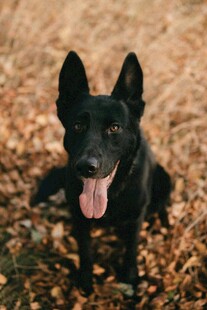 可爱黑犬坐于落叶间