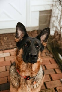 可爱德国牧羊犬户外特写