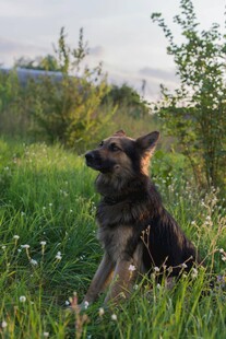草地中坐立眺望的牧羊犬