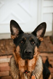 可爱德国牧羊犬户外肖像